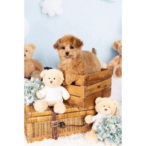 愛犬【鈴木】 | 浜松市の美容室 Le･reve（ル・レーヴ）和田店